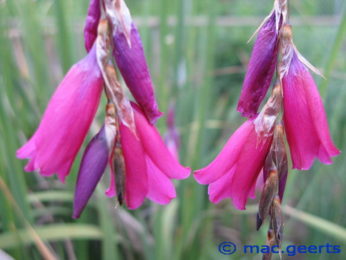 Dierama Blackbird